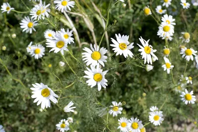 Ромашка Луговая Или Нивяник Обыкновенный (Leucanthemum Vulgare), Саженец. —  Купить на BIGL.UA ᐉ Удобная Доставка (1832853891)