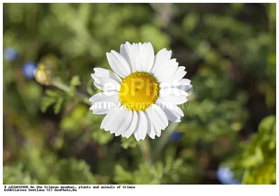 Растение искусственное Вещицы Ромашка луговая h-60см белый купить в  интернет-магазине Доминго