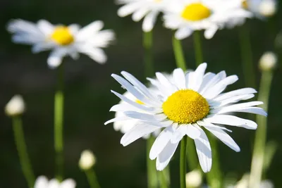 Leucanthemum 'Paladin' - нивяник 'Paladin' - питомник растений  Санкт-Петербург