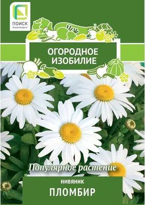 Нивяник обыкновенный - Питомник Веселый Садовник