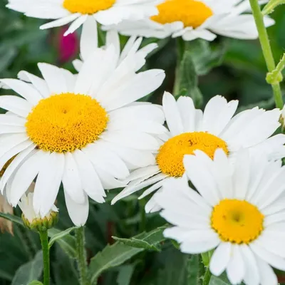 Ромашка Луговая Или Нивяник Обыкновенный (Leucanthemum Vulgare), Саженец. —  Купить на BIGL.UA ᐉ Удобная Доставка (1832853891)