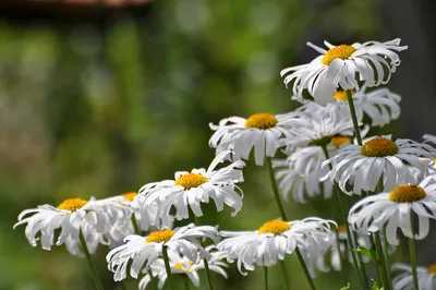 Махровая ромашка Нивяник наибольший Крейзи Дейзи (Leucanthemum superbum  Crazy Daisy)