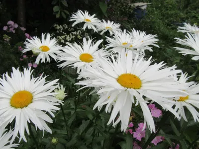 Garden chamomile / Ромашка садовая (Нивяник) | Svetlana May | Flickr