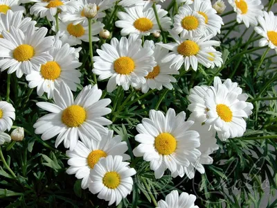 Нивяник обыкновенный / Leucanthemum vulgare/ Поповник | отзывы