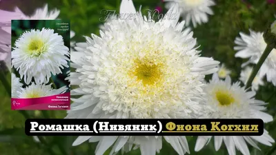 Ромашка бордюрная (нивяник) Мадонна – питомник43.рф