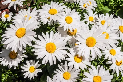 Нивяник наибольший (Leucanthemum maximum) - Нивяник наибольший -  Многолетники - Каталог - LESKOVO-PITOMNIK.ru