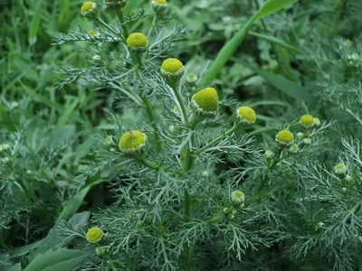 Ромашка пахучая (Matricaria Discoidea)