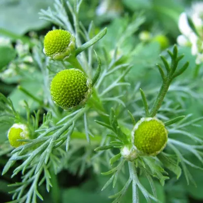 Matricaria discoidea DC., Ромашка пахучая (World flora) - Pl@ntNet identify