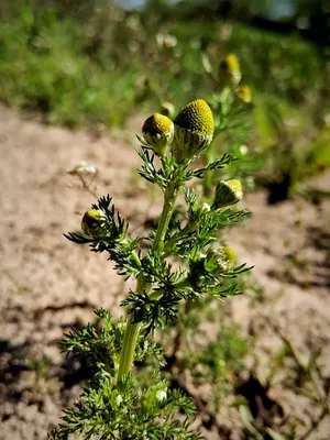 Matricaria discoidea DC., Ромашка пахучая (World flora) - Pl@ntNet identify