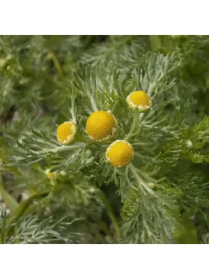 MW0162810, Matricaria matricarioides (Ромашка пахучая), specimen