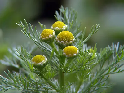 Фотокаталог растений: Ромашка пахучая (Matricaria discoidea)