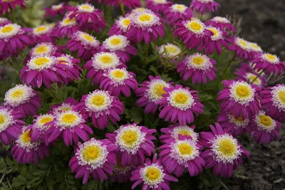 Tanacetum coccineum 'Garden Treasure' - Greenseasons