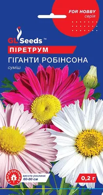 🌸Персидская ромашка 🌸 🌺Пиретрум розовый 🌺 А вы видели ромашку с ярко  красными, даже бордовыми, лепестками? Если не видели, то… | Instagram