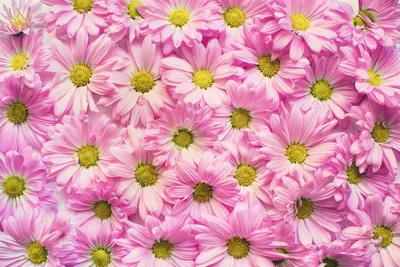 Купить хризантему «Ромашка» розовую с доставкой в Благовещенске ❤  Azeriflores.ru — Благовещенск