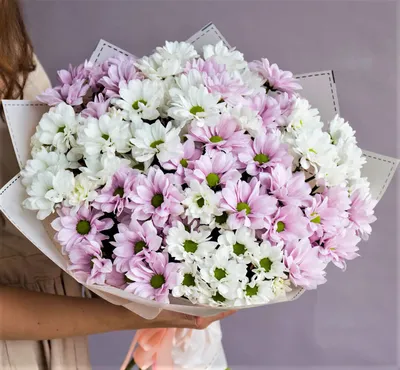 Розовая ромашка — RoseCatalog.ru