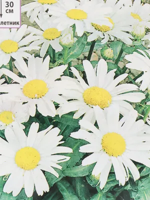 Новые цветы на даче. Ромашка садовая многолетняя Принцесса | Ферма.expert  🌿 | Дзен
