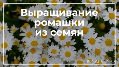 Купить семена Ромашка садовая Принцесса от Аэлита, 4837