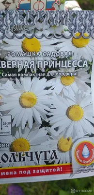 Цветы. Рассада. Семена. Ромашка, Колокольчик, Бархатцы.: 2 грн. - Сад /  город Херсон на Olx