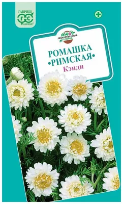 Купить Ромашка \"САДОВАЯ\" | интернет-магазин \"Дивный сад\" Беларусь