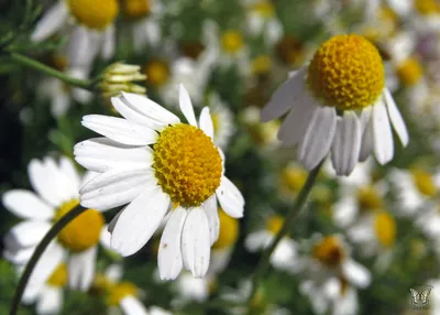 Ромашка садовая Leucanthemum vulgare