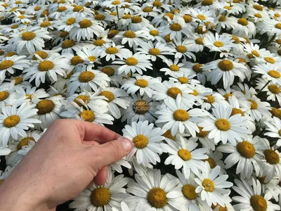 Ромашка: символическая история цветка | Полезные статьи от Julia-Flower