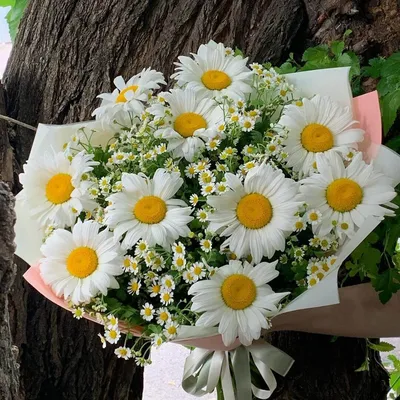 Букет из ромашек - заказать доставку цветов в Москве от Leto Flowers