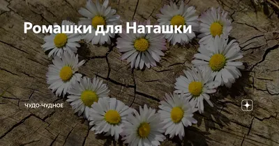 Ромашки для Наташки | Людмила Ш | Дзен