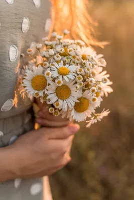 Ромашки в руках, идеи для летней фотосессии | Flowers, Plants, Beautiful  photo