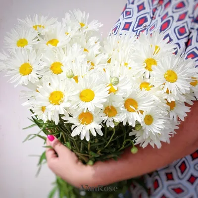 букет свежесобранных ромашки Стоковое Фото - изображение насчитывающей руки,  флорист: 220069306