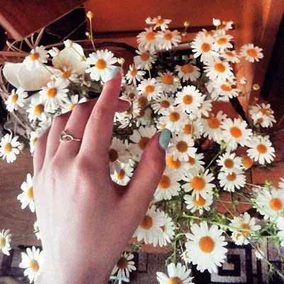 Букет цветов ромашки в руках | Премиум Фото