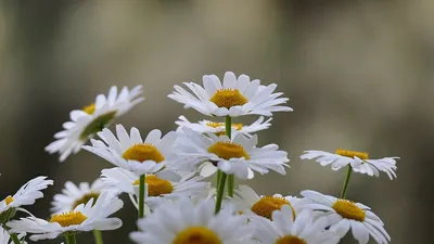 Поляна ромашек (2560×1600) – Обои весенние цветы