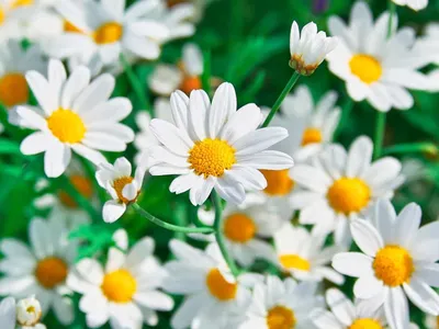 Фотографии ромашек 🌼 (40 фото) – Империя растений