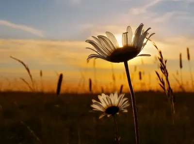 Красивые ромашки на солнце.. Ландшафт весны яркий с Wildflowers ромашки в  лугу. Весной и летом с фон Стоковое Фото - изображение насчитывающей свет,  естественно: 209716134