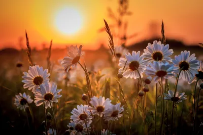Скачать обои цветы, восход, солнце, поле, ромашки разрешение 2560x1440  #54550