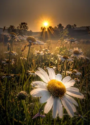 Ромашки с солнцем стоковое фото. изображение насчитывающей цветки -  189914084