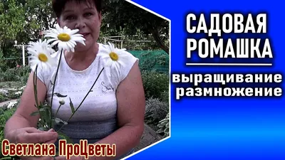 Ромашка садовая.Нивяник наибольший.Невероятная красота в саду. - YouTube