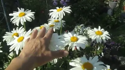 Нивяник цветок: фото, описание, как выглядит, выращивание, посадка, уход