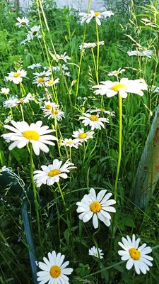 Новые цветы на даче. Ромашка садовая многолетняя Принцесса | Ферма.expert  🌿 | Дзен