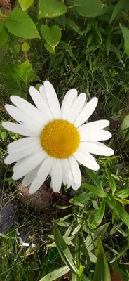 Ромашка – неприхотливый цветок для сада | Блог магазина