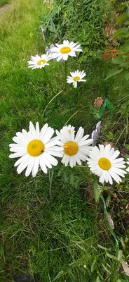Отзыв о Ромашка садовая | Любимые цветы, простые, но такие милые!