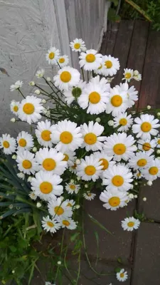 Дачные цветы. Ромашки: alisa1lisa — LiveJournal