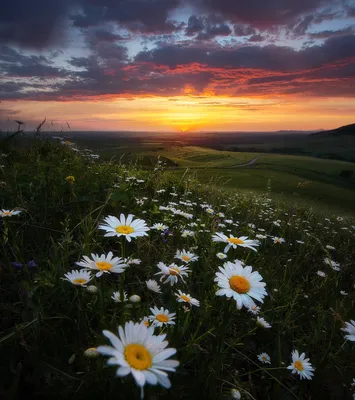 Ромашки на закате. Photographer Lashkov Fedor