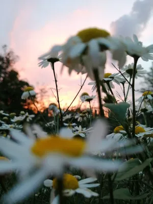 Ромашки в поле ромашек на закате | Премиум Фото
