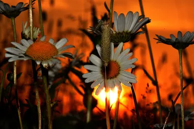 Лук с цветами ромашки на закате …» — создано в Шедевруме