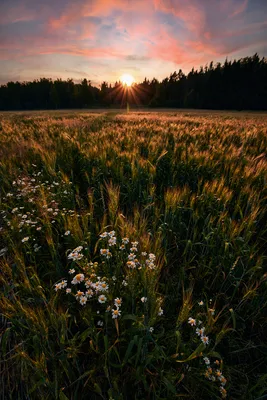 Счастливая Я - Ромашки- просто загляденье! 🏵️🌸💖✨💫 | Facebook