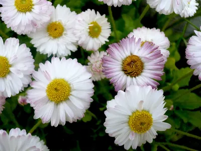 Аромареалити - Хотим вам рассказать о красавице ромашке римской 🌸 ⠀ Это  растение имеет интересную особенность: ей нравится, когда на нее наступают!  😂Она любит расти не вдоль сельских дорог, а посередине, прямо