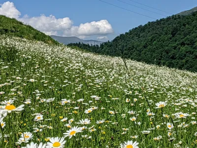 Цветы похожие на ромашки – названия, фото и описания