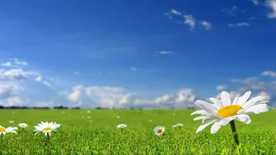Скачать 1600x900 ромашки, поле, небо, природа, солнечно, трава обои,  картинки 16:9