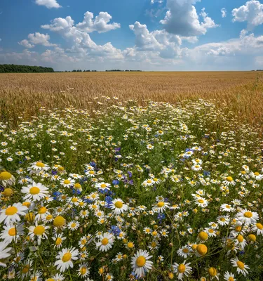 Картина ромашки поле с цветами маслом полевые цветы на холсте 35х45 см –  заказать на Ярмарке Мастеров – Q040OBY | Картины, Белгород