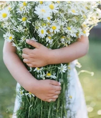 Wallpaper Brown haired Alexey Gilev Bouquets young woman Camomiles